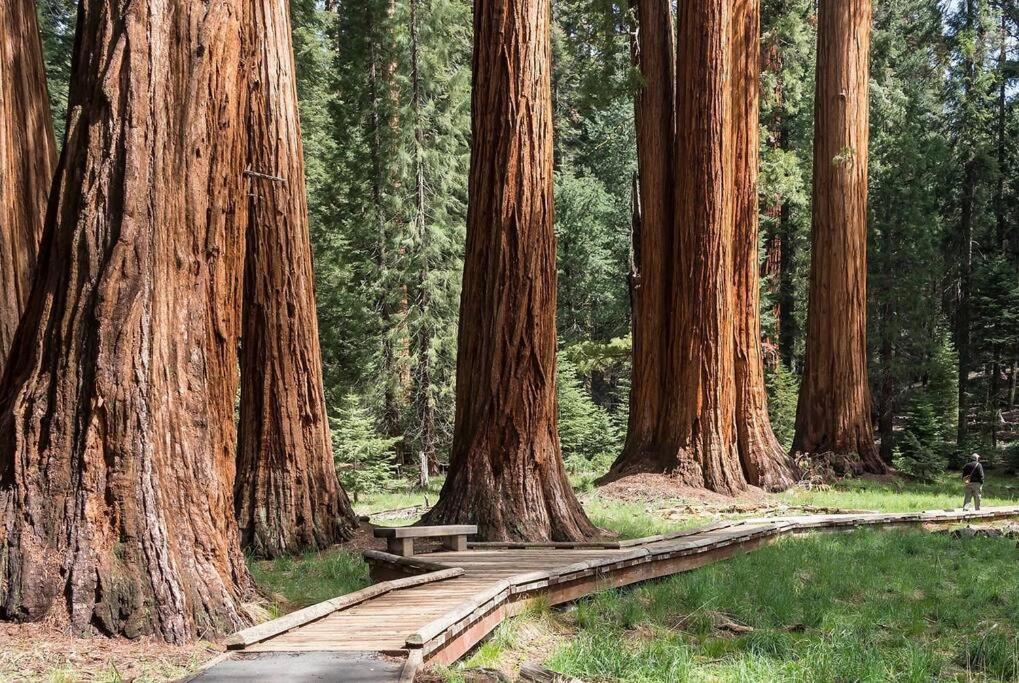 Sequoia Cabin By The River Three Rivers Eksteriør billede