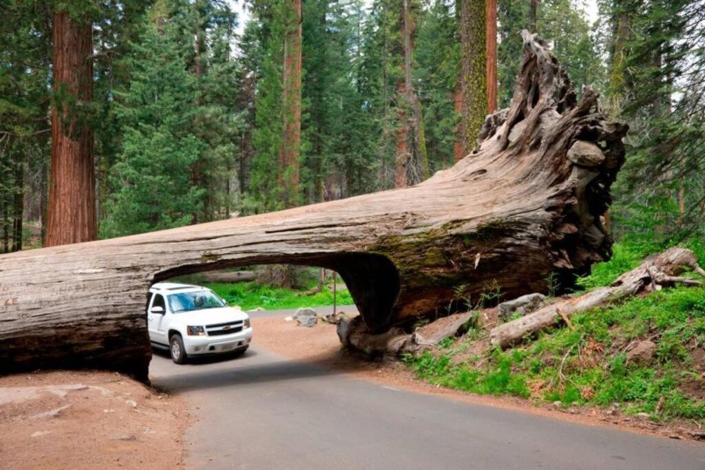 Sequoia Cabin By The River Three Rivers Eksteriør billede