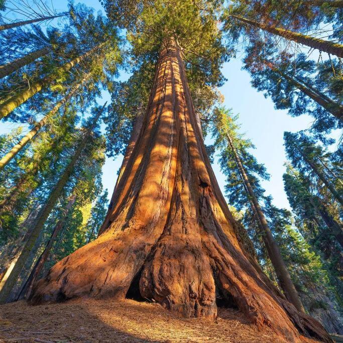 Sequoia Cabin By The River Three Rivers Eksteriør billede